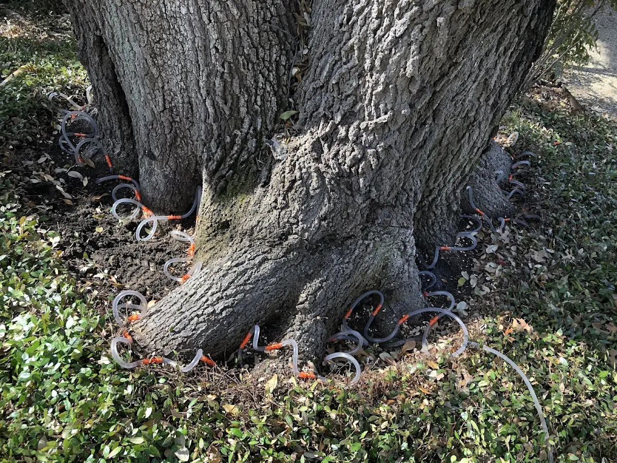 Detailed Tree Cabling and Bracing job site in Calhoun Falls